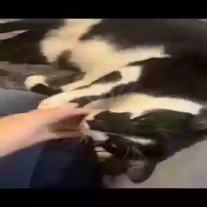 lost female cat cookie