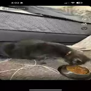 lost male cat unknown