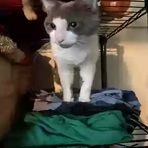 lost male cat frankie