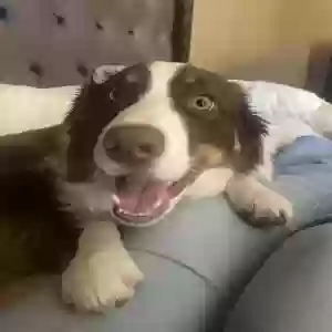 lost female dog ruby