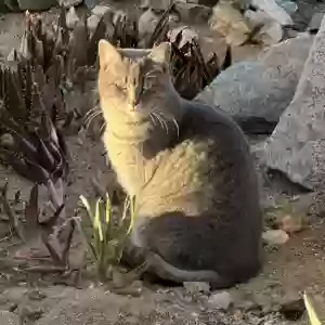 lost female cat gigi