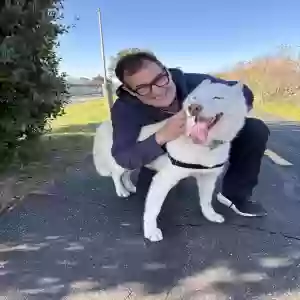 found male dog nolan
