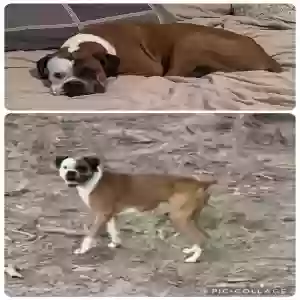 lost male dog jj