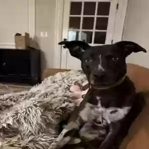 lost male dog pepper