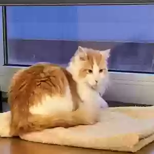 lost female cat dingy