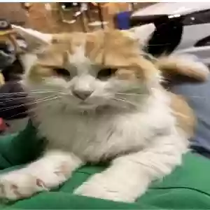lost female cat yuengling