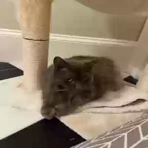 found unknown cat unknown