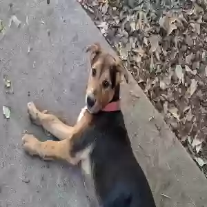 lost male dog lil boy