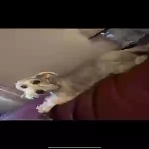 lost male cat verónica
