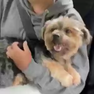 lost male dog chip