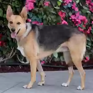 lost female dog layla