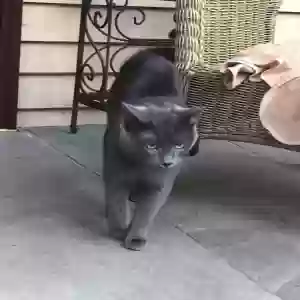 lost male cat unknown