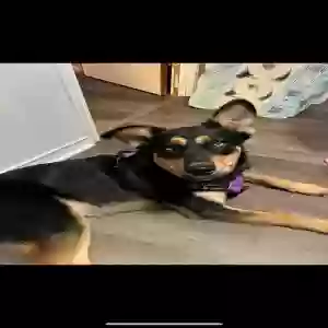 lost female dog nala