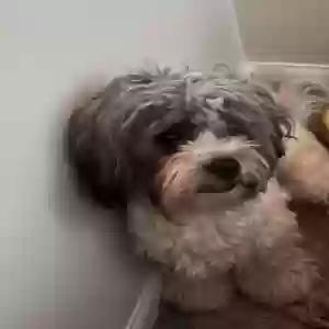 lost male dog eugene