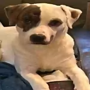 lost male dog oakly