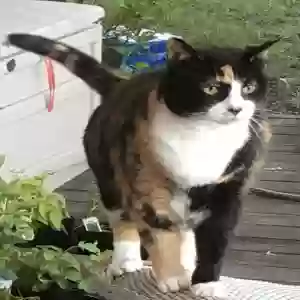 lost female cat honey