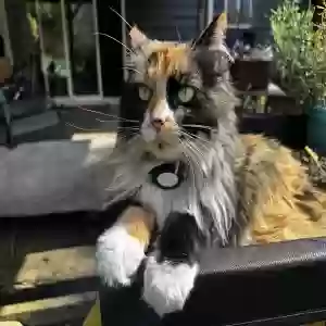 lost female cat archie