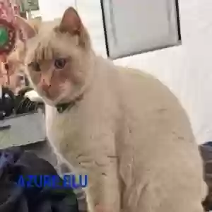 lost male cat azure blu