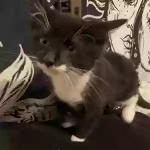 lost male cat fatboi