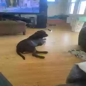 lost male dog champ