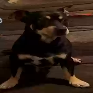lost male dog ace