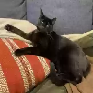 lost male cat shadow