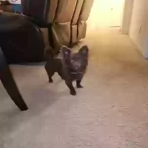 lost female dog willow
