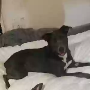 lost female dog gem