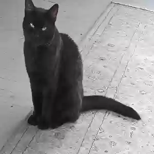 lost female cat jasmine