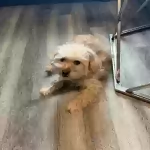 lost female dog fendii