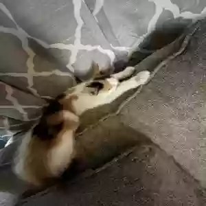 lost female cat sunday
