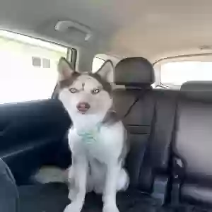 lost female dog alaska