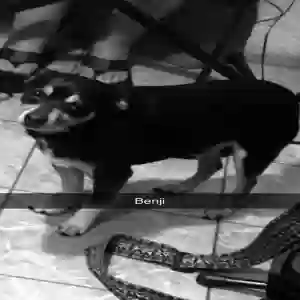 lost male dog benji