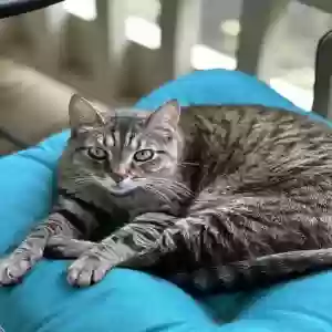 lost female cat teeter