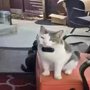 lost male cat rogue