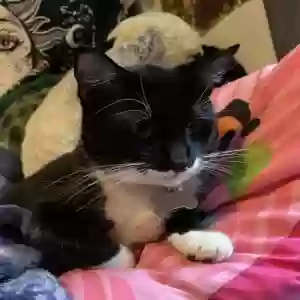 lost male cat fatboi