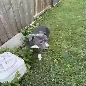 found male dog unknown