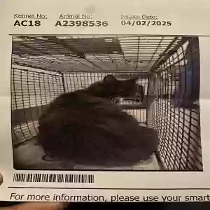 lost female cat boots