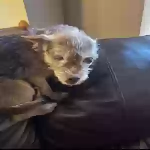 lost female dog sadie