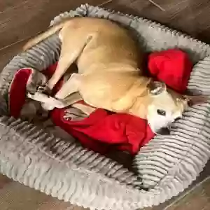 lost male dog clifford gomez