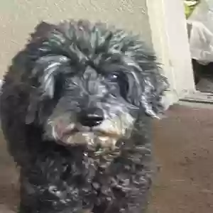 lost male dog georgie