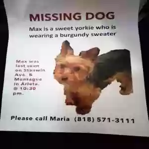 lost male dog max