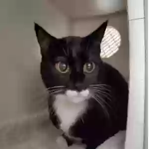lost female cat rainbow