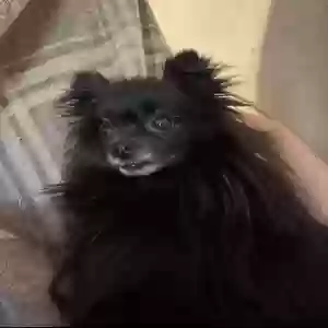 lost female dog lexie