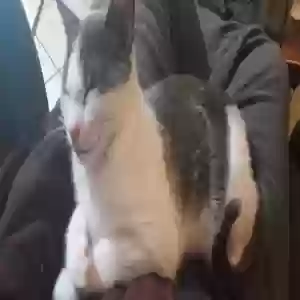lost female cat gracie