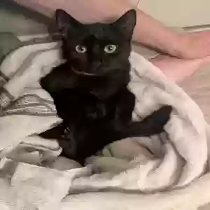 lost female cat kyuno
