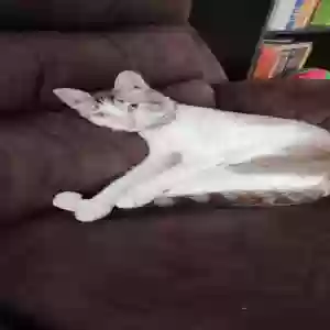lost male cat simbi