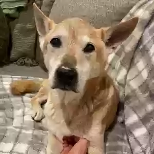 lost male dog ringo