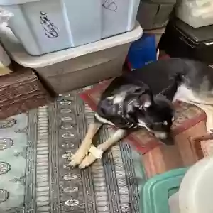 lost female dog lady