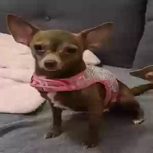 lost female dog unknown